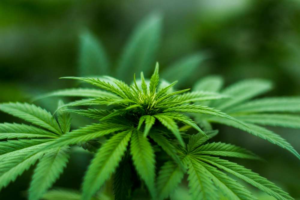 CBD vs. CBG, rozdíly jejich pozitivních účinků